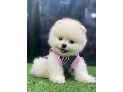 Ankaranın en güzel pomeranian boo yavruları