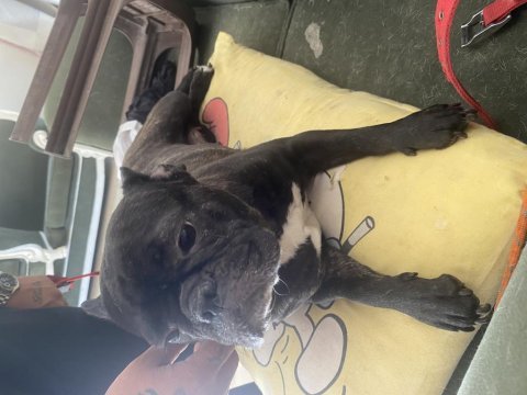 Acil sahiplendirmek istiyorum french bulldog