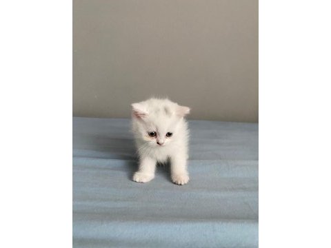 2 tane british shorthair 1 tane scottish fold