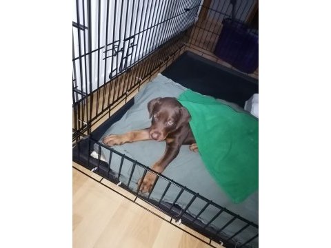 1.5 aylık şecereli safkan kızıl doberman