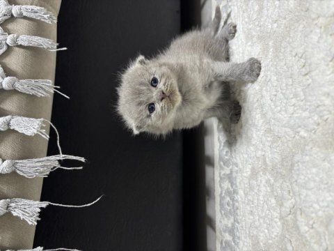 Erkek 25 günlük scottish fold kedimiz
