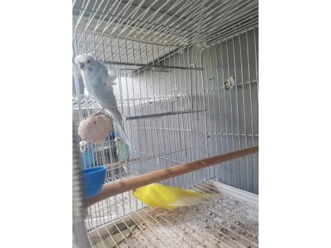 50 takım muhabbet kuşu acil verilecek ameliyat dolayısıyla