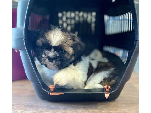Anne altından saf kan shih tzu yavrular