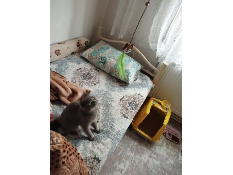27 aylık uysal dişi british shorthair kedimiz