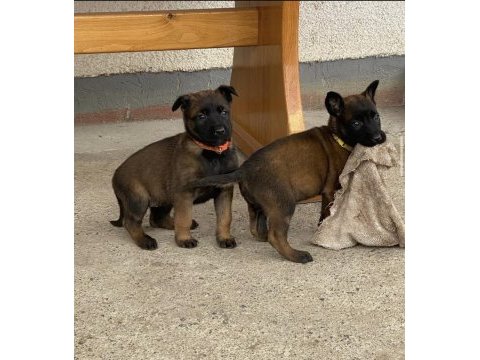 Erkek dişi belçika malinois