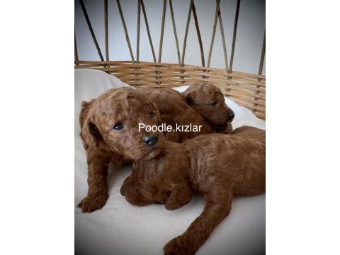 Red brown toy poodle yavruları