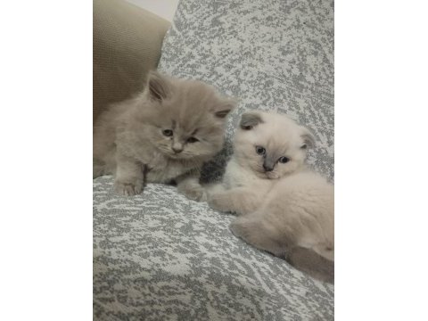 Safkan anne babanın british shorthair yavruları
