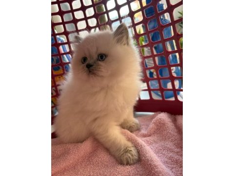 Ayı surat bluepoint british shorthair