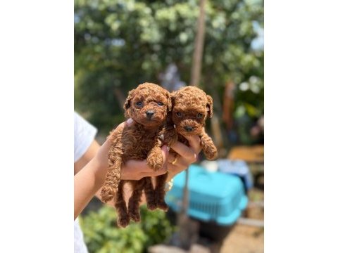 Aşılı çiş eğitimli teacup toy poodle 