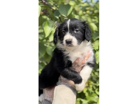 Sevimli ırk garantili border collie yavrular