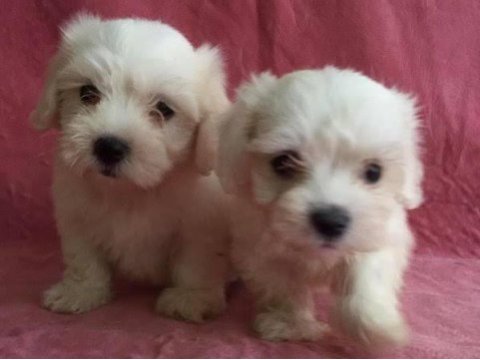 Muhteşem güzellikte maltese yavrularımız