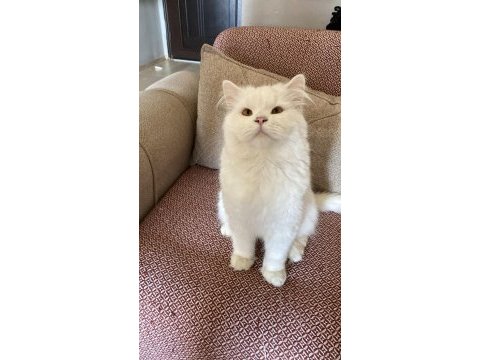 Beyaz scottish fold scottish straight