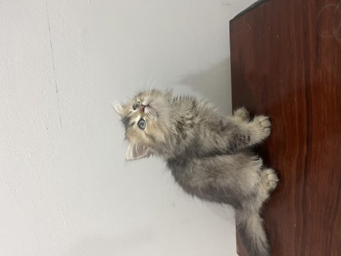 British longhair minnaklar