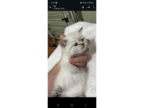 British shorthair silver cinsi dişi