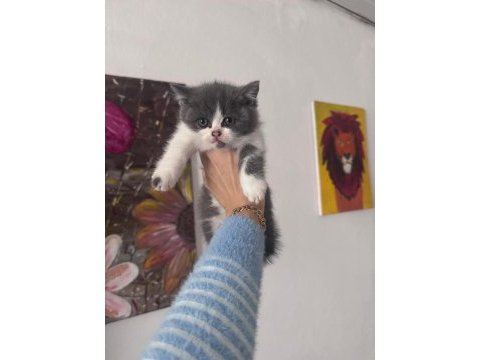 Brisith shorthair yavrular