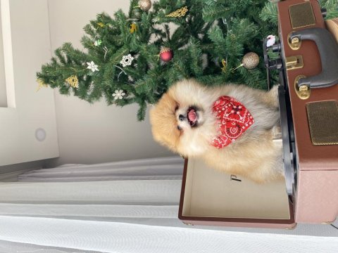 Dişi kusursuz teddy face pomeranian boo sağlıklı
