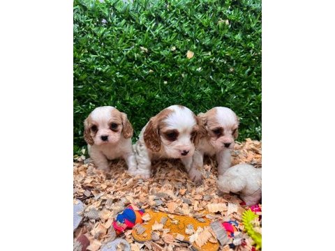 Burkemden a kan cavalier king charles yavruları