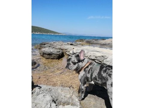 French bulldog merly izmir içi dişi eş arıyoruz