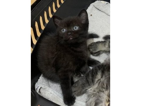 Evden safkan show kalite scottish fold yavrular