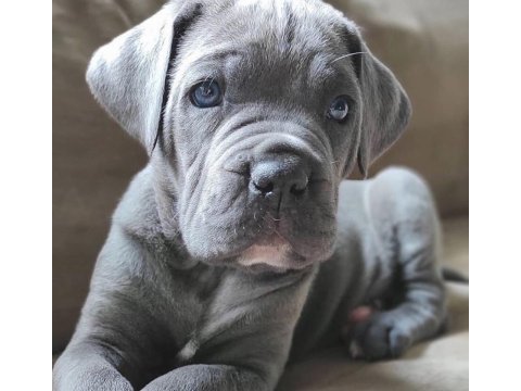 Üst kalite aşılı cane corso yavrular