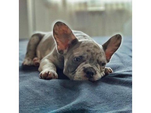 French bulldog yavruları