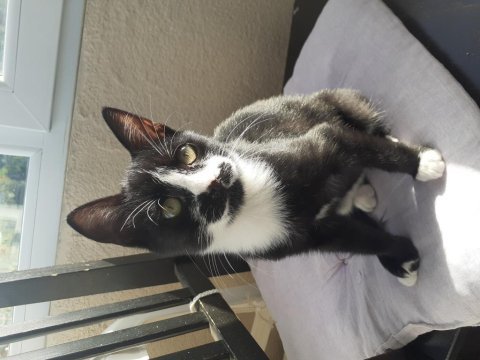 2 aylık yavru smokin tuxedo cinsi annesi öldü yuva olun