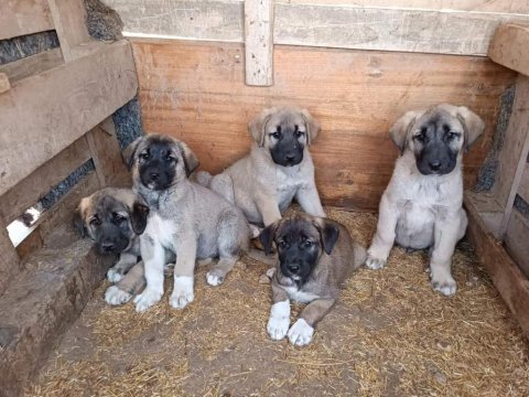 Sivas merkez kangal üretim çiftliği