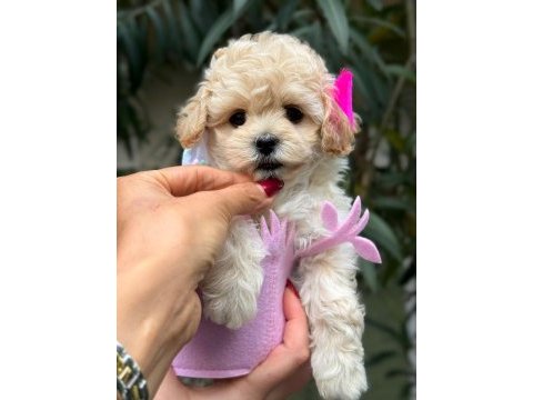 Şans maltıpoo su