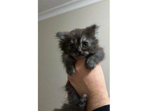 2 aylık british longhair