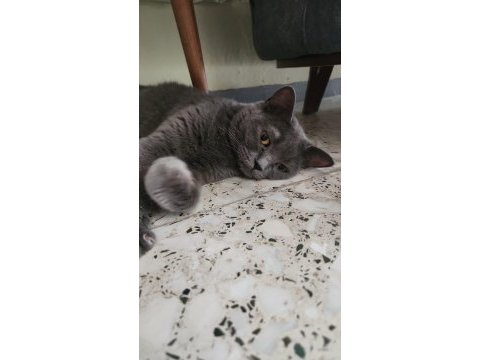 Evde beslediğimiz kendi kedimizin yavruları dişi ve erkek