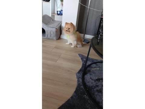 Pomeranian boo zeus