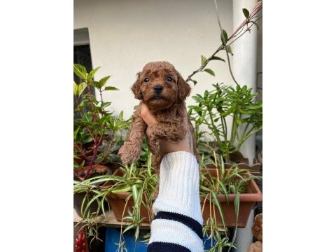 Mükemmel kalitede kıvır kıvır toy poodle yavrular
