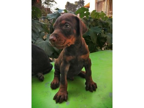 A şecereli anne ve babadan a scrli doberman yavrular