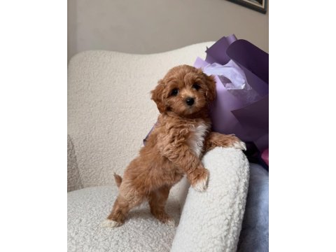 Uygun tüy dökmeyen hipoalerjenik maltipoo bebekler