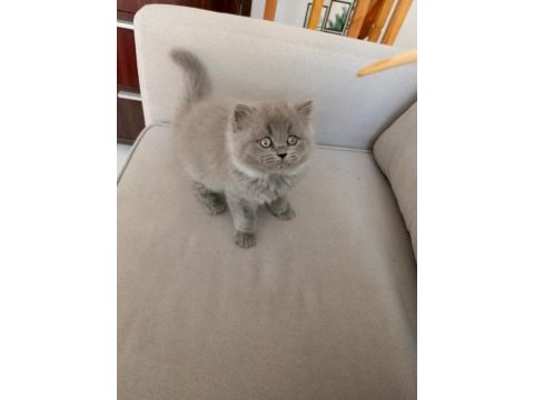 Safkan british longhair prenses