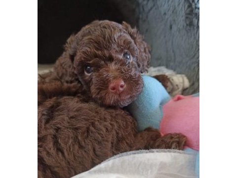 Erkek toy poodle köpeğimiz