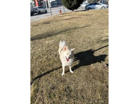 Eğitimli, komut itaat bilen, tuvalet eğitimli pomeranian