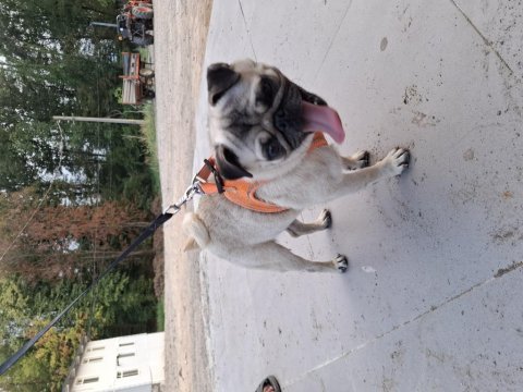 2 yasında erkek pug
