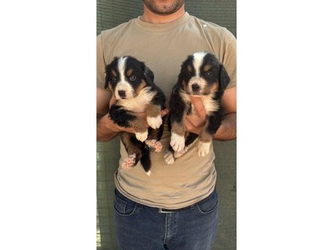 Bernese yavruları
