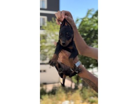Irk ve sağlık garantili doberman bebekler