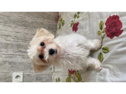 5 aylık dişi maltipoo