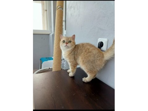 Ücretsiz scottish straight golden tabby dişi