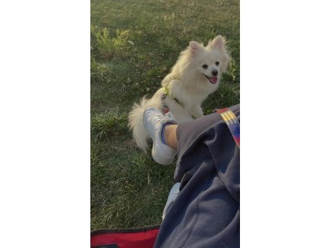 İlgilenemediğimiz için 2 yaşına yakın pomeranian spitz
