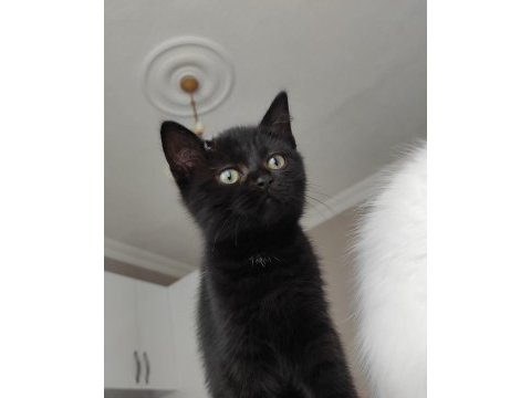 Black scottish fold