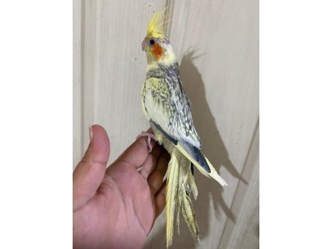 62 günlük kusursuz sultan papağanı bebek