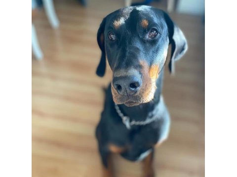 Saygın doberman yavrular