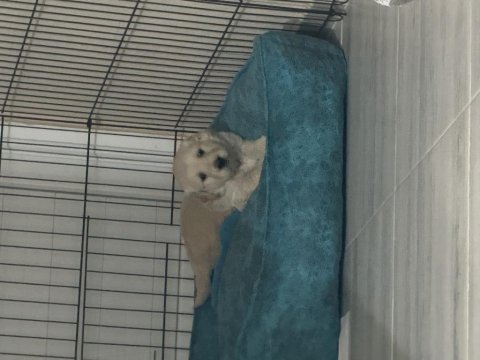 Golden retriever lütfen ciddi olanlar iletişime geçsin