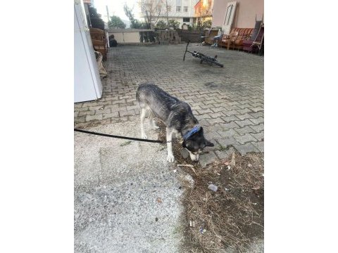 Sibirya kurdu dişi 2 yaşında