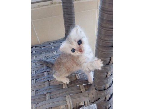 Scottish fold sahiplendirme