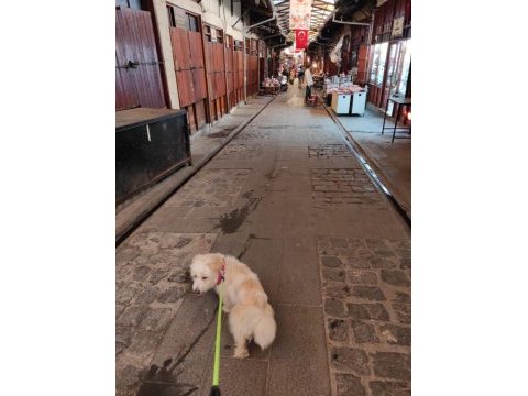 Terrier 2 yaşında maltese